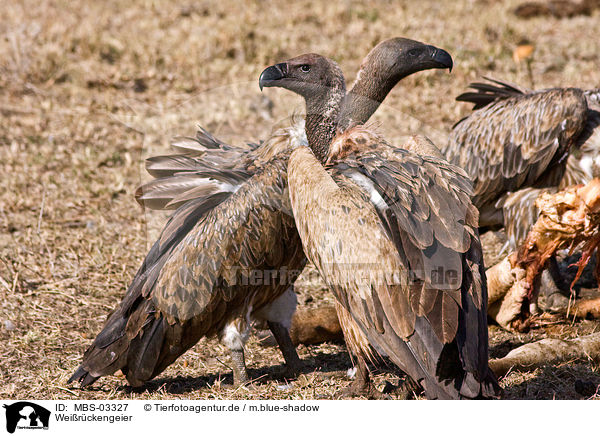 Weirckengeier / white-backed vultures / MBS-03327