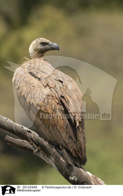 Weirckengeier / white-backed vulture / DV-02948