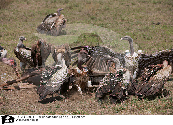 Weirckengeier / JR-02804