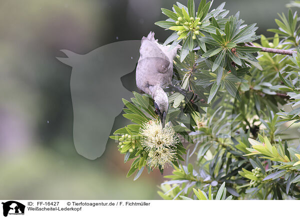 Wei�scheitel-Lederkopf / silver-crowned friarbird / FF-16427