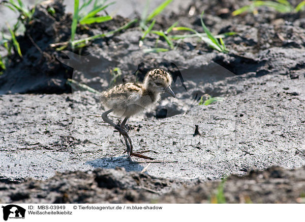Weischeitelkiebitz / white-crowned wattled plover / MBS-03949