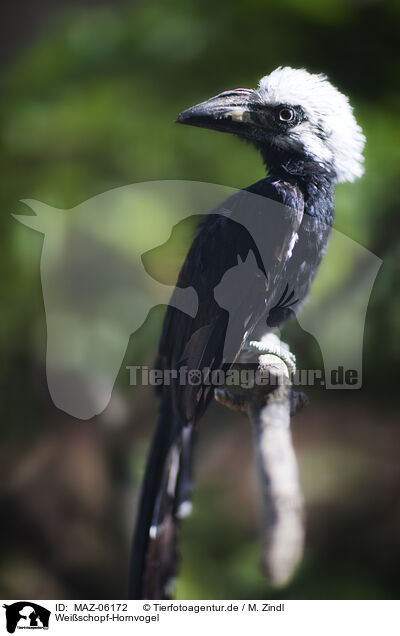Weischopf-Hornvogel / African white-crested hornbill / MAZ-06172