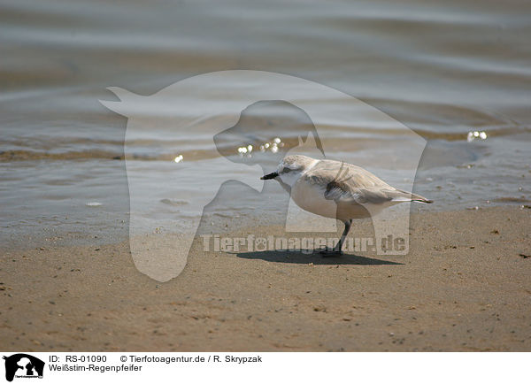 Weistirn-Regenpfeifer / White-fronted Sand Plover / RS-01090