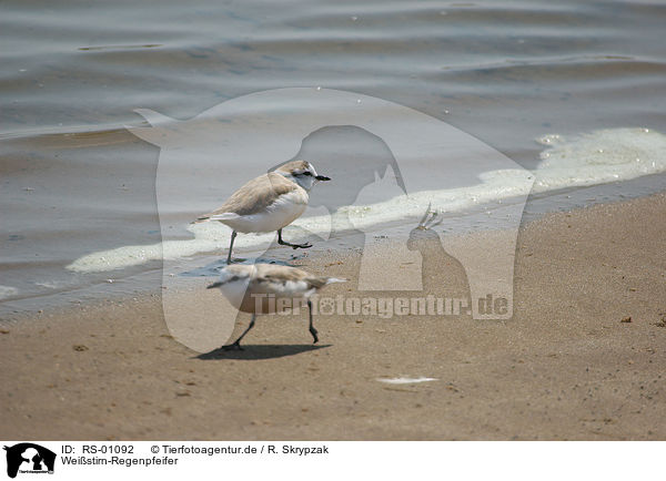Weistirn-Regenpfeifer / White-fronted Sand Plover / RS-01092