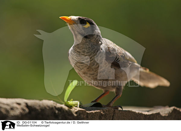 Weistirn-Schwatzvogel / noisy miner / DG-01104