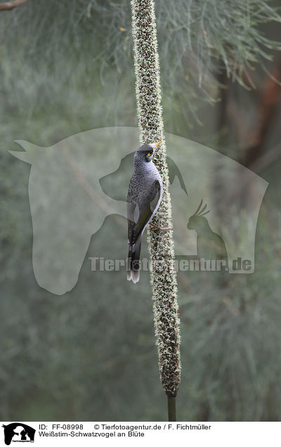 Weistirn-Schwatzvogel an Blte / FF-08998