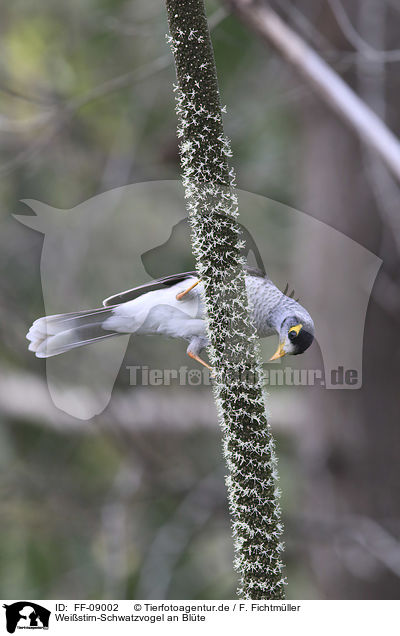 Weistirn-Schwatzvogel an Blte / noisy miner at blossom / FF-09002