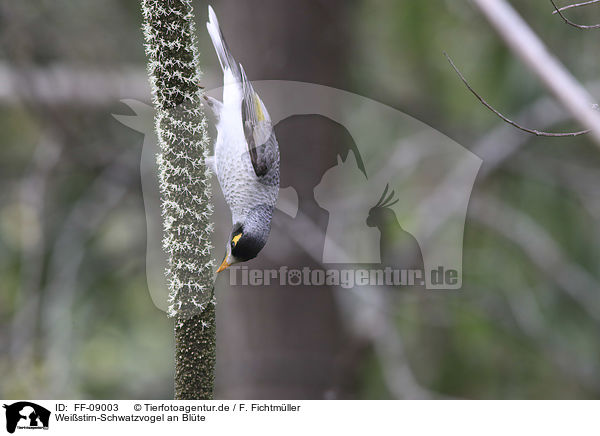 Weistirn-Schwatzvogel an Blte / FF-09003