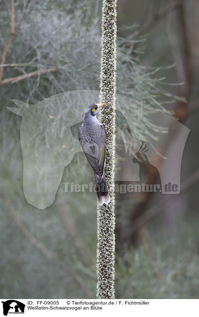 Weistirn-Schwatzvogel an Blte / FF-09005