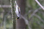 Weißstirn-Schwatzvogel an Blüte