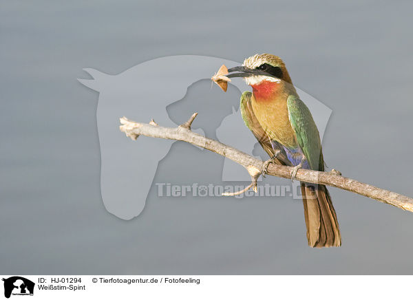 Weistirn-Spint / White-fronted Bee-eater / HJ-01294