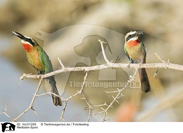 Weistirn-Spint / White-fronted Bee-eater / HJ-01295