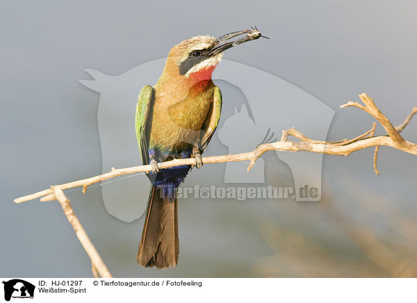 Weistirn-Spint / White-fronted Bee-eater / HJ-01297