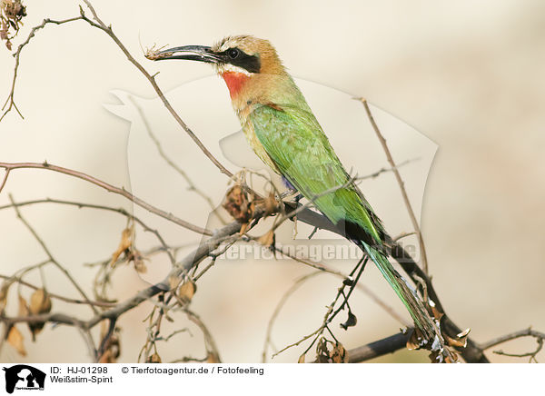 Weistirn-Spint / White-fronted Bee-eater / HJ-01298