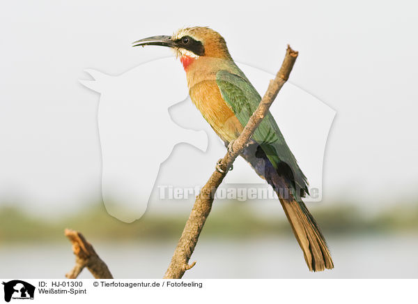 Weistirn-Spint / White-fronted Bee-eater / HJ-01300