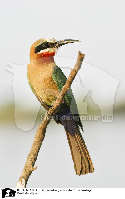 Weistirn-Spint / White-fronted Bee-eater / HJ-01301