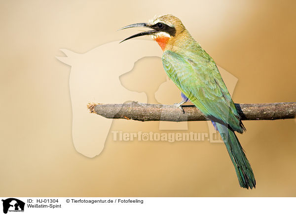 Weistirn-Spint / White-fronted Bee-eater / HJ-01304