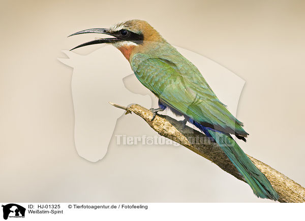 Weistirn-Spint / White-fronted Bee-eater / HJ-01325