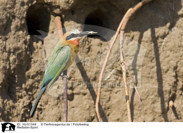 Weistirn-Spint / White-fronted Bee-eater / HJ-01348