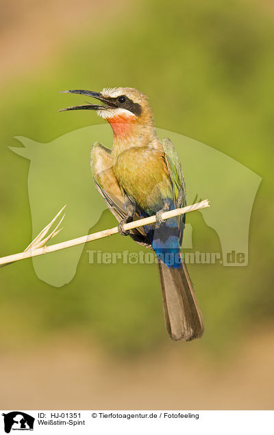 Weistirn-Spint / White-fronted Bee-eater / HJ-01351