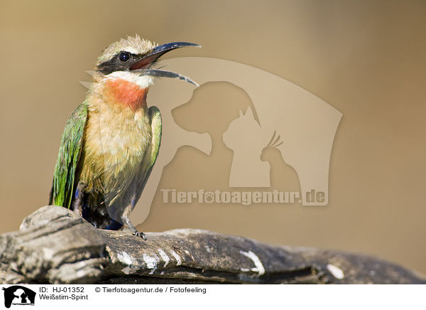 Weistirn-Spint / White-fronted Bee-eater / HJ-01352