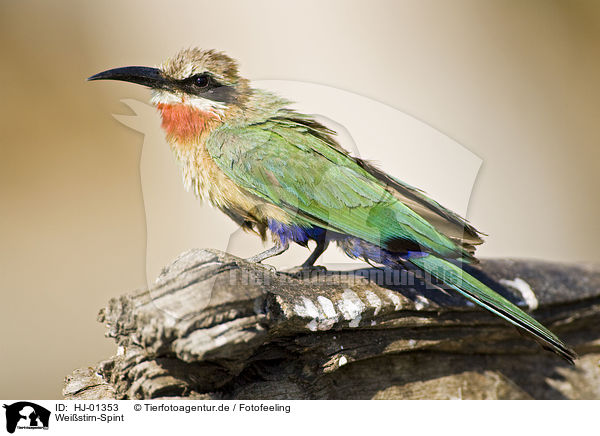 Weistirn-Spint / White-fronted Bee-eater / HJ-01353