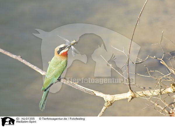 Weistirn-Spint / White-fronted Bee-eater / HJ-01355