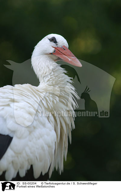 Portrait eines Weistorches / portrait of a stork / SS-00204