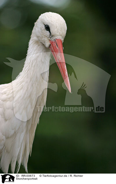 Storchenportrait / stork portrait / RR-00673