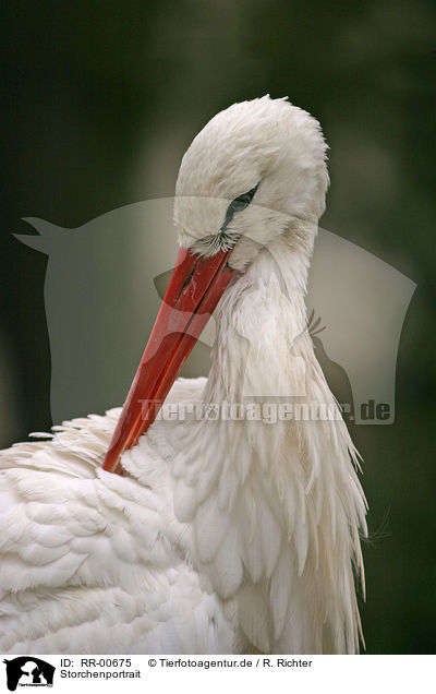 Storchenportrait / stork portrait / RR-00675