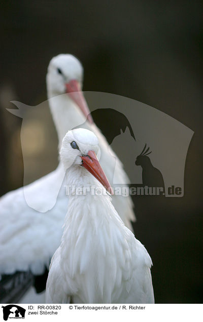 zwei Strche / two storks / RR-00820