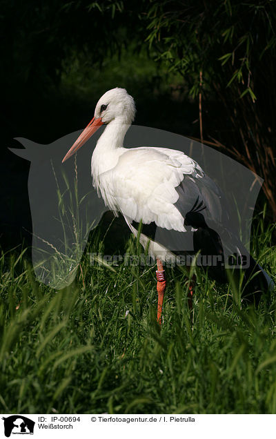 Weistorch / stork / IP-00694