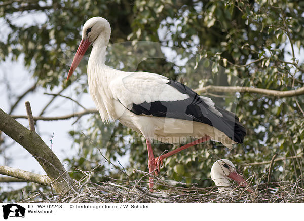 Weistroch / white stork / WS-02248