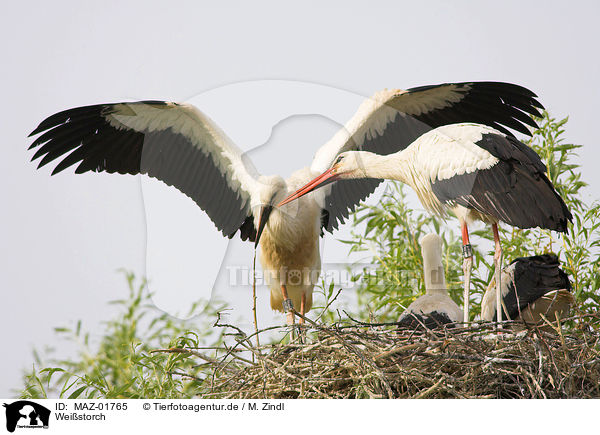Weistorch / white stork / MAZ-01765