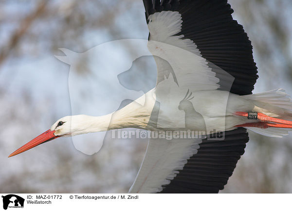 Weistorch / white stork / MAZ-01772