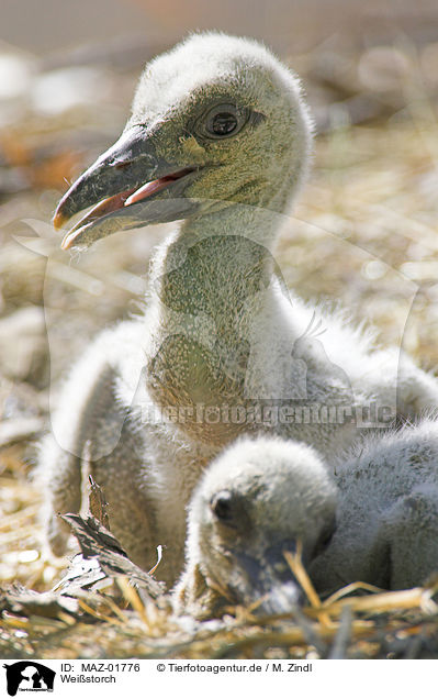 Weistorch / MAZ-01776