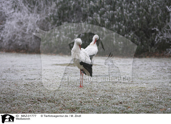 Weistorch / MAZ-01777