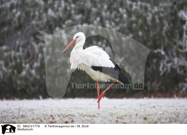 Weistorch / white stork / MAZ-01778