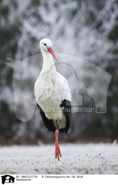 Weistorch / white stork / MAZ-01779