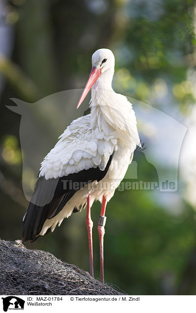Weistorch / white stork / MAZ-01784