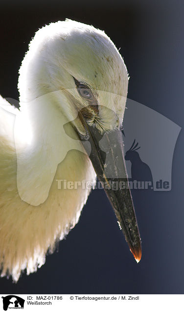 Weistorch / white stork / MAZ-01786