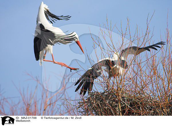 Weistorch / white stork / MAZ-01788