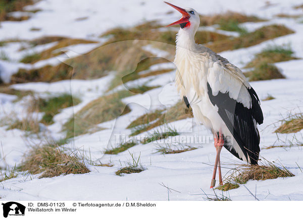 Weistorch im Winter / white stork in winter / DMS-01125