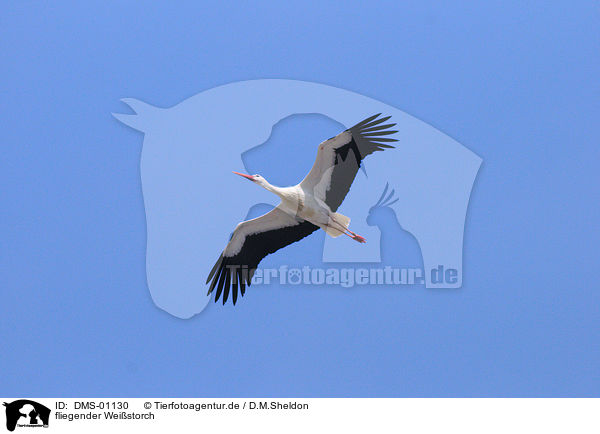 fliegender Weistorch / flying white stork / DMS-01130