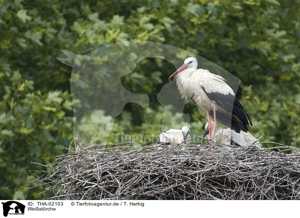 Weistrche / white storks / THA-02103