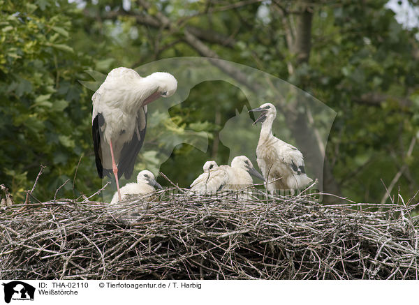 Weistrche / white storks / THA-02110