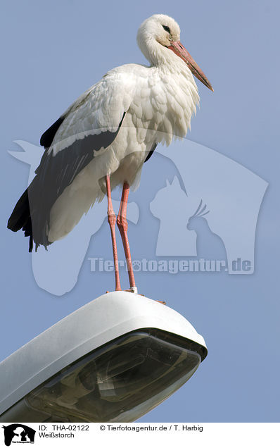 Wei�storch / white stork / THA-02122