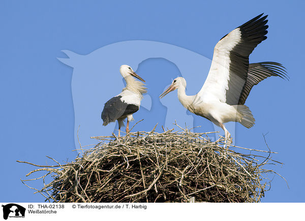 Weistrche / white storks / THA-02138