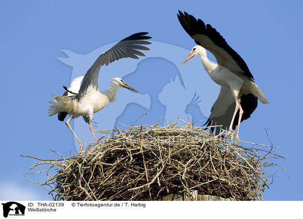 Weistrche / white storks / THA-02139