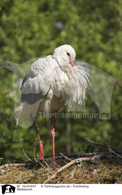 Weistorch / white stork / HJ-03447
